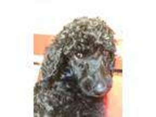 Mutt Puppy for sale in Crocker, MO, USA