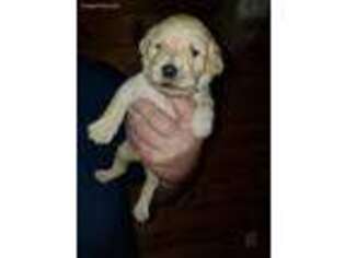 Labradoodle Puppy for sale in Wickliffe, KY, USA