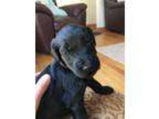 Labradoodle Puppy for sale in Cold Brook, NY, USA