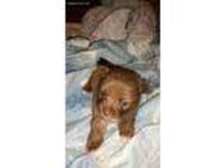 Yorkshire Terrier Puppy for sale in Baldwin, MI, USA