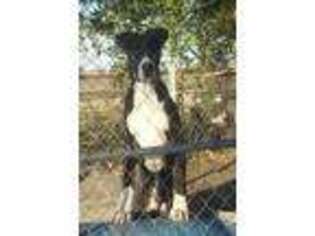 Great Dane Puppy for sale in Lavon, TX, USA