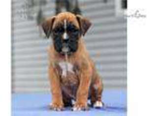 Boxer Puppy for sale in Harrisburg, PA, USA