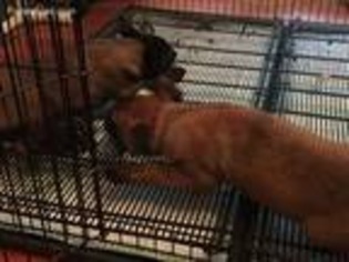 Belgian Malinois Puppy for sale in Billerica, MA, USA