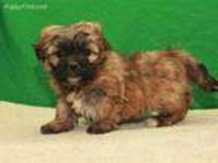 Shorkie Tzu Puppy for sale in Shawnee, OK, USA