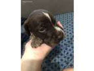 German Shorthaired Pointer Puppy for sale in Sanford, FL, USA