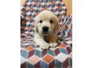 Mutt Puppy for sale in Poland, NY, USA