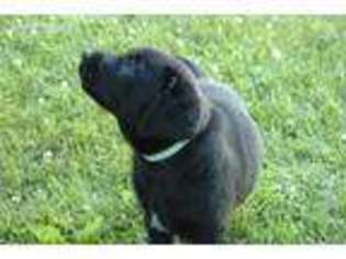 Labrador Retriever Puppy for sale in Amboy, IL, USA