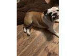Bulldog Puppy for sale in Ringgold, GA, USA