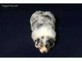 Australian Shepherd Puppy for sale in Anahuac, TX, USA