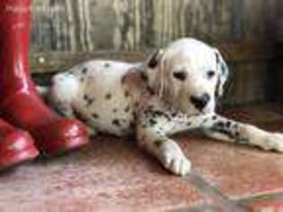 Dalmatian Puppy for sale in Sperry, OK, USA