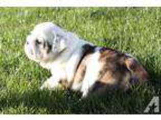 Bulldog Puppy for sale in SPOKANE, WA, USA
