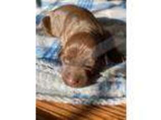 Doberman Pinscher Puppy for sale in Hogansville, GA, USA