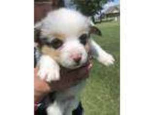 Pembroke Welsh Corgi Puppy for sale in Muskogee, OK, USA