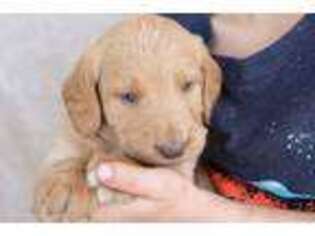 Labradoodle Puppy for sale in Rome, PA, USA