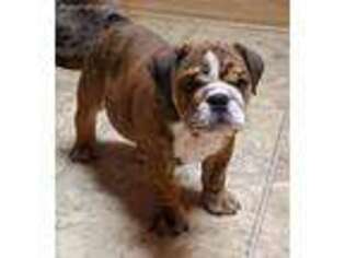 Bulldog Puppy for sale in Gloster, MS, USA