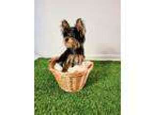 Yorkshire Terrier Puppy for sale in Port Saint Lucie, FL, USA