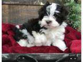 Havanese Puppy for sale in Beach City, OH, USA