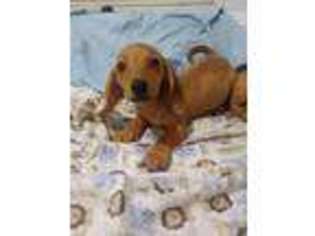 Dachshund Puppy for sale in Tampa, FL, USA