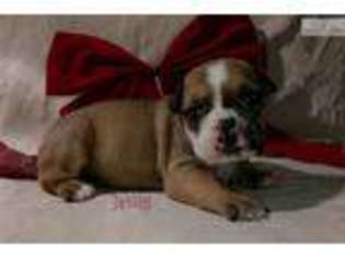 Olde English Bulldogge Puppy for sale in Rochester, MN, USA