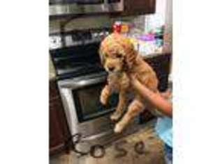 Goldendoodle Puppy for sale in Teutopolis, IL, USA