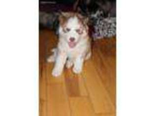 Siberian Husky Puppy for sale in Lapeer, MI, USA