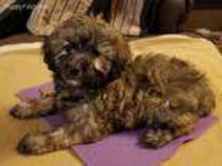 Poovanese Puppy for sale in Mocksville, NC, USA