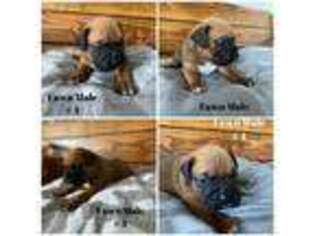 Boxer Puppy for sale in Huntington, UT, USA