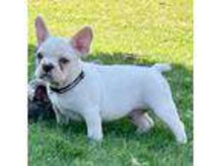 French Bulldog Puppy for sale in Hiram, GA, USA