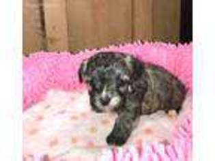 Mutt Puppy for sale in Columbus, MS, USA
