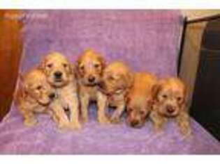 Golden Retriever Puppy for sale in Tacoma, WA, USA