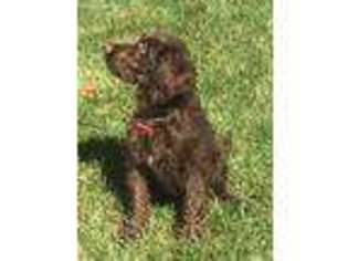 Labradoodle Puppy for sale in Manassas, VA, USA