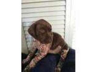 German Shorthaired Pointer Puppy for sale in Melbourne, FL, USA