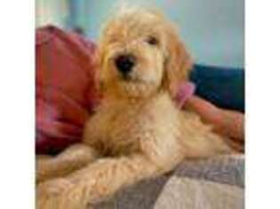 Goldendoodle Puppy for sale in Pittsburgh, PA, USA