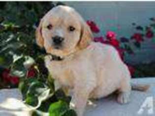 Labrador Retriever Puppy for sale in MISSION VIEJO, CA, USA