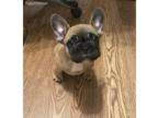 French Bulldog Puppy for sale in Chardon, OH, USA