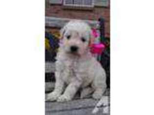 Goldendoodle Puppy for sale in CINCINNATI, OH, USA