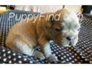 French Bulldog Puppy for sale in Paris, IL, USA