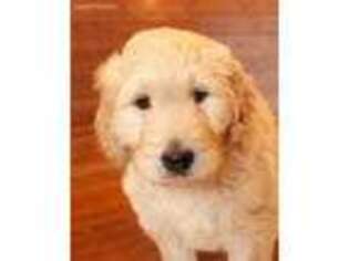 Goldendoodle Puppy for sale in Fargo, ND, USA