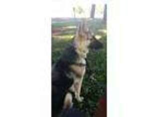 German Shepherd Dog Puppy for sale in Florissant, MO, USA