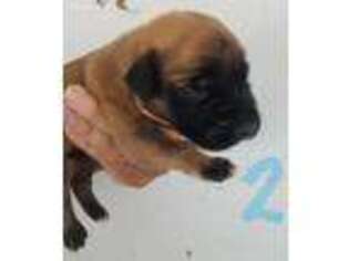 Mastiff Puppy for sale in Waco, TX, USA