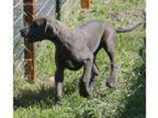 Great Dane Puppy for sale in Leonard, TX, USA