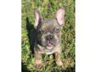 French Bulldog Puppy for sale in Bloomfield, NY, USA
