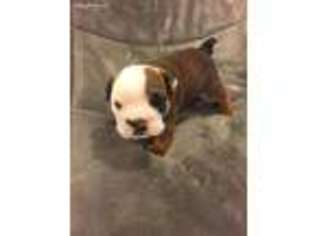 Bulldog Puppy for sale in Dublin, OH, USA