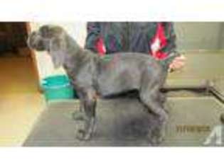 Cane Corso Puppy for sale in CANNON FALLS, MN, USA