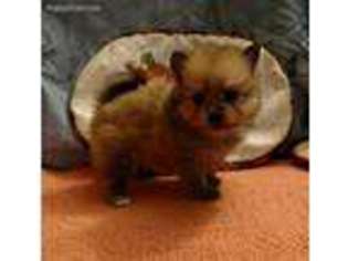 Pomeranian Puppy for sale in Montgomery City, MO, USA