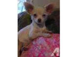 Chihuahua Puppy for sale in SUMMERFIELD, FL, USA