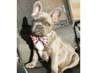 French Bulldog Puppy for sale in Eden, MD, USA
