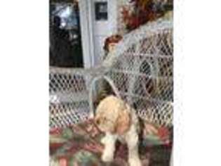 Cocker Spaniel Puppy for sale in Atlanta, GA, USA