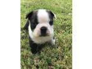 Boston Terrier Puppy for sale in Cherokee, OK, USA