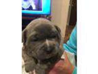 Mutt Puppy for sale in Nokesville, VA, USA